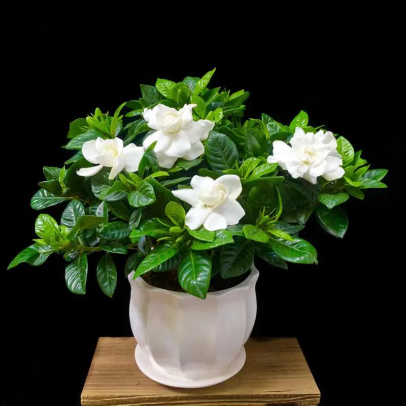 栀子花