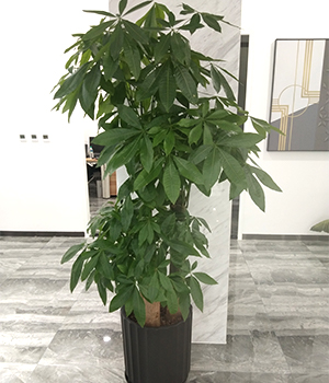 步步高發财樹(shù)