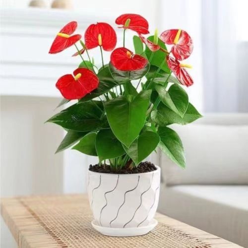 紅(hóng)掌