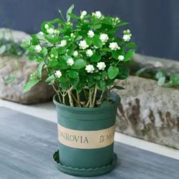 茉莉花