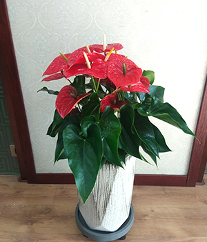 紅(hóng)掌組合