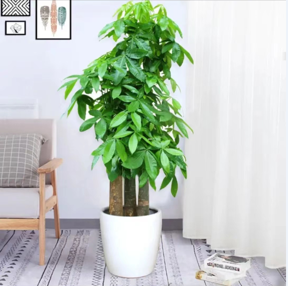 步步高發财樹(shù)