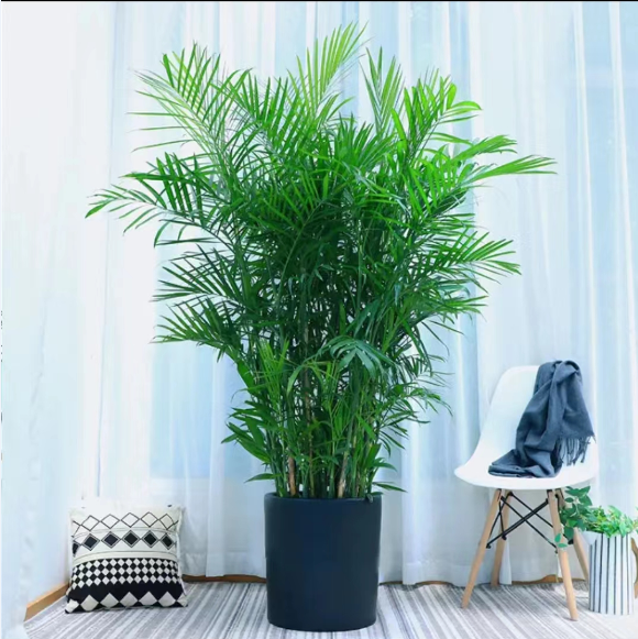 夏威夷竹